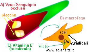 come funziona la vitamina E